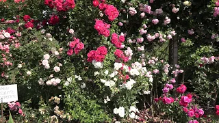 летняя обрезка роз после цветения, питомник роз полины козловой rozarium.biz summer pruning of roses