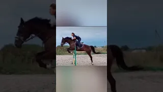Клип про конный спорт🏇"Падали но поднимались"🐴