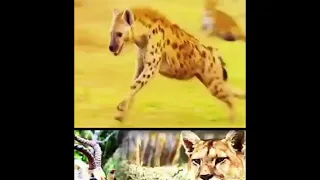 Hyena attacks leopard and impala gets free  #shorts