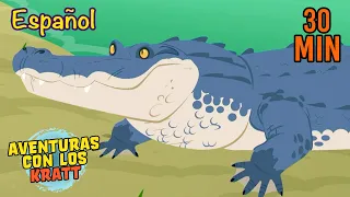 Animalitos del Pantano | Animales de la Florida | Aventuras con los Kratt | 9 Story Kids en Español