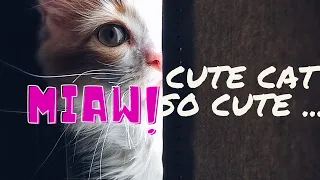 OMG So Cute Cats Best Funny Cat Videos