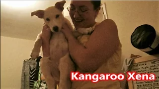 Kangaroo Xena - Funny Puppy Moments Vlog