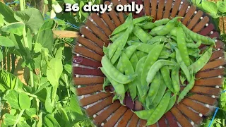 Fast Growing/Early Harvest Crop | How I Grow Sweet Peas/Sugar Peas/Garden Peas for Personal Use.