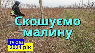 Скошуємо ремонтантну малину. Готуємося до сезону 2024. Обрізка малини. Весняна підготовка малини.