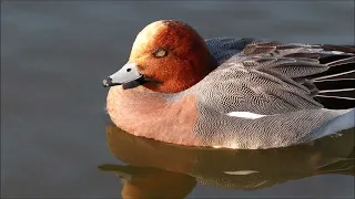 Уточки свиязи и кряквы. /Mareca penelope, Anas platyrhynchos / Eurasian wigeons and mallards.