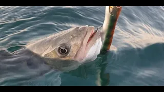 PECHE du BAR au LEURRE de SURFACE en FLOAT TUBE