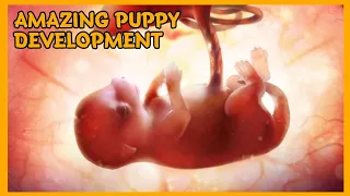 AMAZING PUPPY DEVELOPMENT INSIDE THE WOMB | PROGRESS || PRINCESS SHIH TZU FUR LIFE