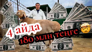4 айда 180 миллион пайда🤯 Қуаныш Мықтыбаев қошқар бизнесінің құпиясымен бөлісті!