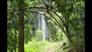 Tigoni Day Hike & Waterfalls Chase Tour (Beginners & Kids friendly)