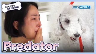 He Could Attack Small Children😨😥 [Dogs are incredible : EP.191-4] | KBS WORLD TV 231017