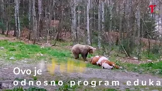 Medvedi su ponos Srbije a i vi možete da ih gledate na Tari