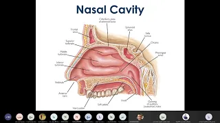 nasal anatomy physiology and evaluation