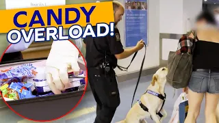 Sniffer Dog Discovers Suspicious Suitcase Full of Candy! Is It a Cover Up?!