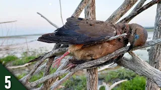 AFTERNOON Hunt for Teal and Doves | 28 Gauge Duck Hunting