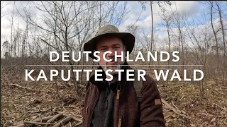 Das Waldsterben beginnt in Hessen...