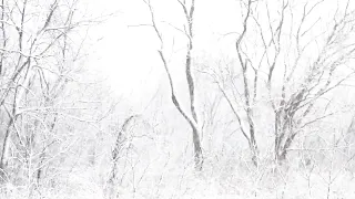 Snowy Forest Film