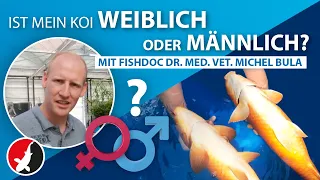 Koi männlich oder weiblich? mit fishdoc Dr. med. vet. Michel Bula