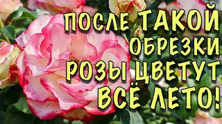 ОШИБКИ, ИЗ-ЗА КОТОРЫХ РОЗЫ УЖАСНО ЦВЕТУТ! Как ПРАВИЛЬНО обрезать розы ЛЕТОМ ПОСЛЕ ЦВЕТЕНИЯ