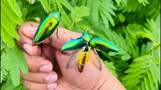 Beautiful insects flying