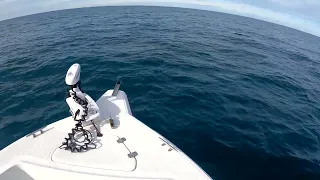 Encounter with a 22ft Great White