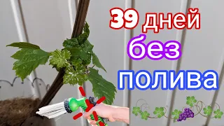 Сохранение, укоренение, без поливов. 39 дней не предел#саженец#виноград2024#черенок#