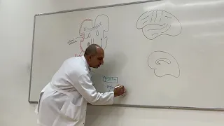 Association & commissural fibres ( Neuroanatomy 18)