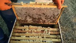 Bee making honey even in bad season