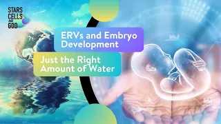 ERVs and Embryo Development and Just the Right Amount of Water | Fazale "Fuz" Rana and Jeff Zweerink