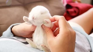 The Cutest Baby Bunny Rabbit Compilation EVER