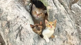 People's Behavior made this poor mother cat to hide her kittens far from people