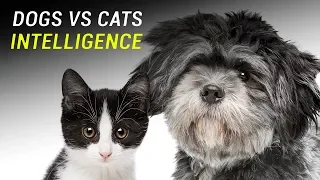 Which is smarter, cats or dogs?