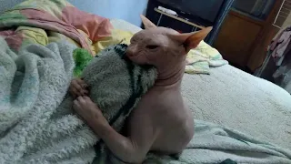 Сфинкс хочет съесть одеяло