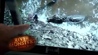 Electric Eel Kills a Caiman | ATTACK STORY | River Monsters