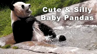 Baby Pandas - Cute and Funny Baby Panda Videos Compilation