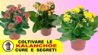 KALANCHOE COLTIVAZIONE CURE E SEGRETI