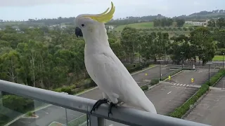 Cockatoos Visiting Our Balcony. Campbelltown Australia.