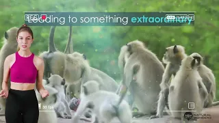 Monkey Troop Mourns the Death of Baby Together _ BBC Earth(1080P_HD)