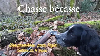 chasse bécasse/ les premiers oiseaux pour ma jeune setter Tazia