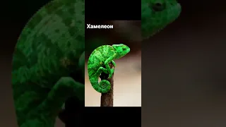 10 САМЫХ КРАСИВЫХ ЯЩЕРИЦ НА ЗЕМЛЕ 🦎🦎