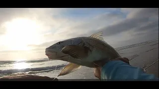 Corbina and Spotfin Croaker! Surf Fishing with Sand Crabs