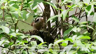 Young Parakeets Day by day Breeding Australian