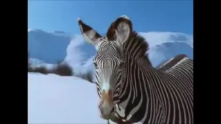 Monsters We Met [2003] - American Zebra (Equus simplicidens) Screen Time