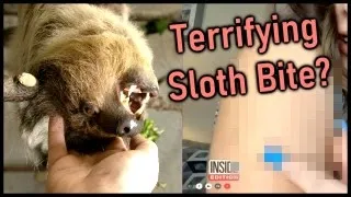 Are Sloths Dangerous Wild Animals?