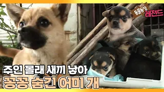 [TV 동물농장 레전드/SUB] ‘주인 몰래 새끼 숨기는 개’ 풀버전 다시보기 #TV동물농장 #AnimalFarm #SBSstory