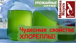 Не забудьте о хлорелле!!!! Все нюансы использования и выращивания хлореллы дома.