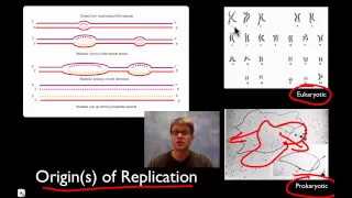 DNA Replication