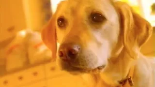 Petsmart advert 1997 featuring cute dogs. British TV.