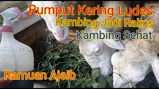 Ramuan Ajaib Membuat Kambing Cepat Gemuk, Sehat, Makan Domba Jadi Rakus, Rumput Kering Ludes Dimakan