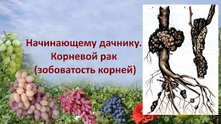 @Начинающему дачнику  Корневой рак