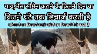 गाय भैंस semen के कितने दिन या घंटे बाद discharge करती है | Whether cow or buffalo is pregnant👍!